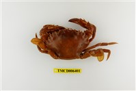 藏品(日本蟳)的圖片